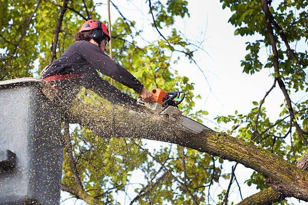 Best Tree Maintenance Programs  in Portage Lakes, OH